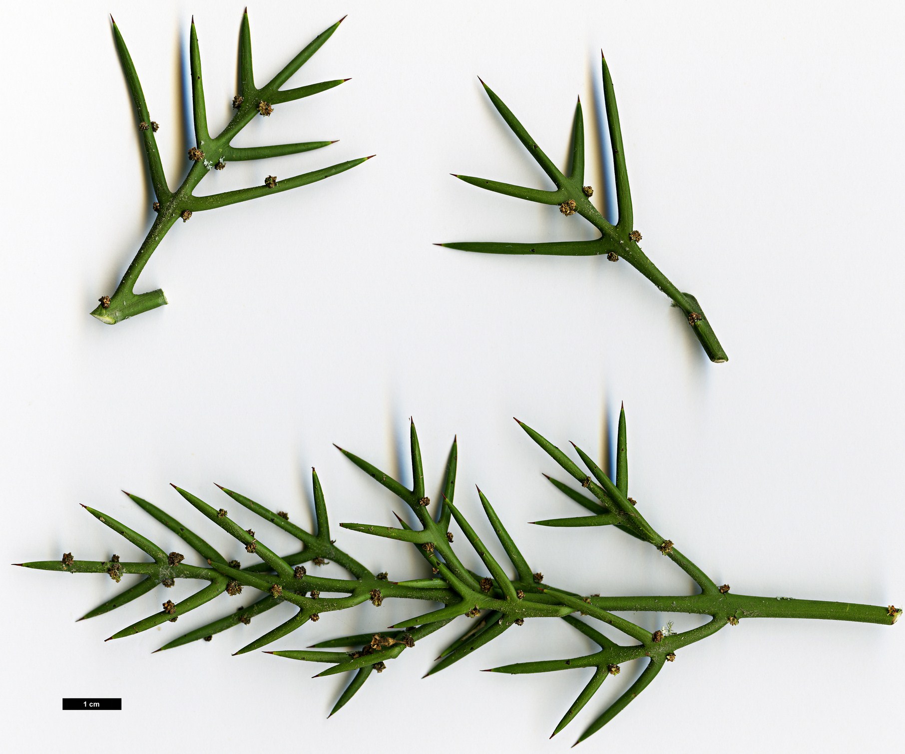 High resolution image: Family: Rhamnaceae - Genus: Colletia - Taxon: hysterix